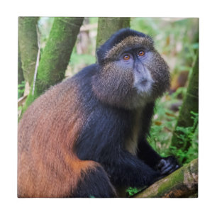 Carreau Singe doré, Rwanda