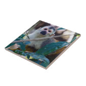 Carreau Singe écureuil à Manuel Antonio NP - Costa Rica (Côté)