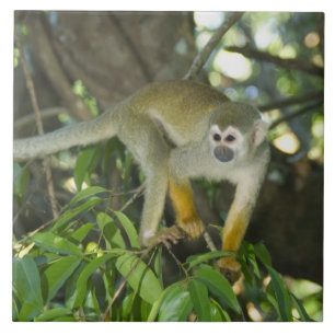 Carreau Singe écureuil commun, (Saimiri sciureus), Rio