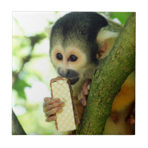 Carreau Singe écureuil mangeant un biscuit gaufrette