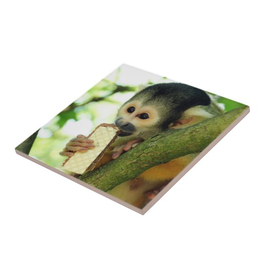 Carreau Singe écureuil mangeant un biscuit wafer (Côté)