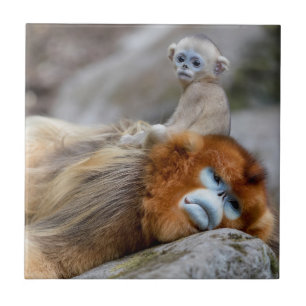 Carreau Singe nez retroussé doré père avec bébé