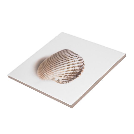 Carreau Single seashell (Côté)