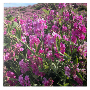 Carreau Sisters Rock State Park, Côte de l'Oregon
