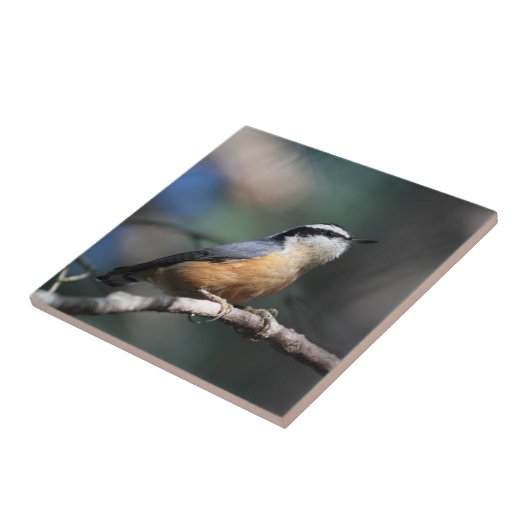 Carreau Sittelle (Côté)