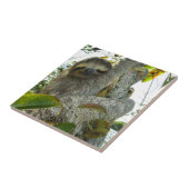 Carreau Sloth (Côté)