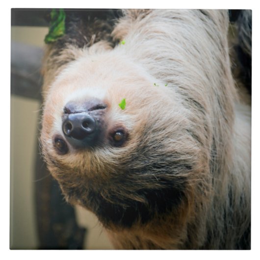 Carreau Sloth 001 (Devant)