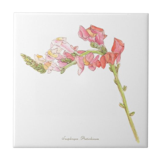 Carreau Snapdragon (Devant)