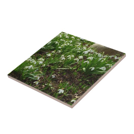 Carreau Snowdrops (Côté)