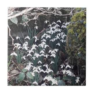 Carreau Snowdrops de printemps Carrelage en céramique