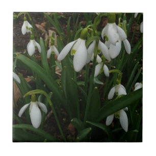 Carreau Snowdrops I