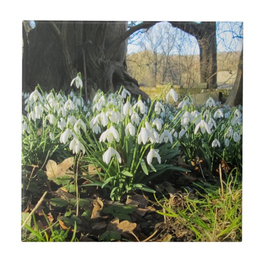 Carreau Snowdrops Under an English Yew Tree - Céramique (Devant)
