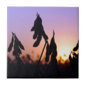 Carreau Soja au coucher du soleil (Devant)