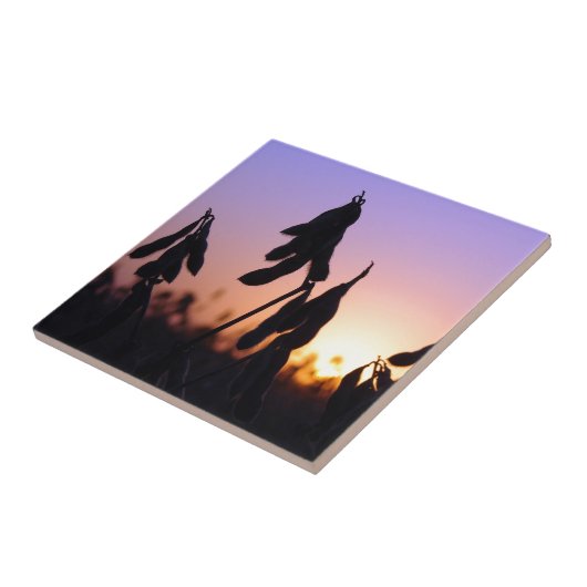 Carreau Soja au coucher du soleil (Côté)