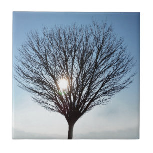 Carreau soleil d'hiver