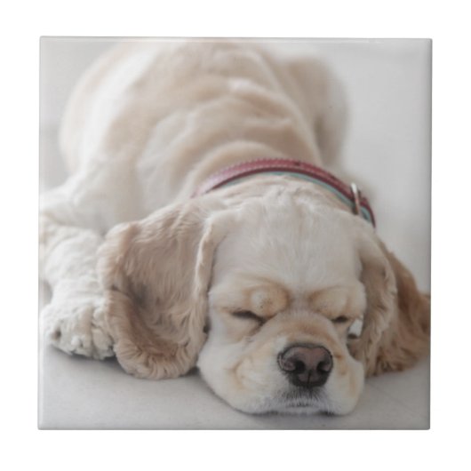 Carreau Sommeil de chien de cocker (Devant)