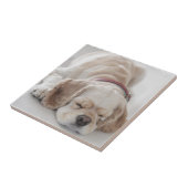 Carreau Sommeil de chien de cocker (Côté)