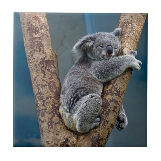 Carreau Sommeils d'ours de koala étreignant un arbre (Devant)