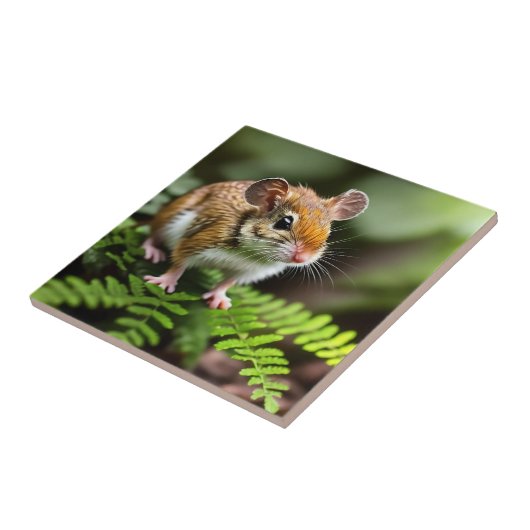 Carreau Souris à hopping australienne Ginger, Carrelage en (Côté)