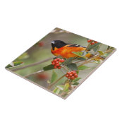 Carreau South Padre Island, Texas, USA, Baltimore Oriole (Côté)