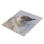 Carreau Sparrow (Côté)