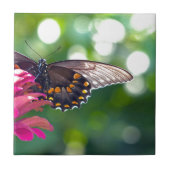 Carreau Spicebush Swallower (Devant)