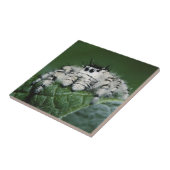 Carreau Spider de la Métaphide (Côté)