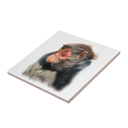 CARREAU SPIDER MONKEY (Côté)