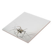 Carreau Spider Web (Côté)