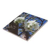 Carreau Spring Flowering Pear Tree (Côté)