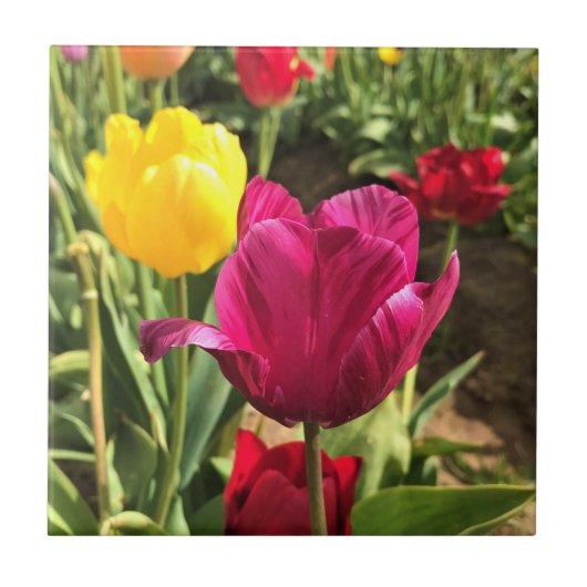 Carreau Spring tulips, Oregon (Devant)
