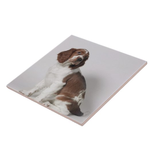 Carreau Springer spaniel (Côté)