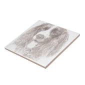 Carreau Springer spaniel (Côté)