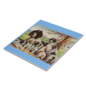 Carreau springer spaniel maman et chiots (Côté)