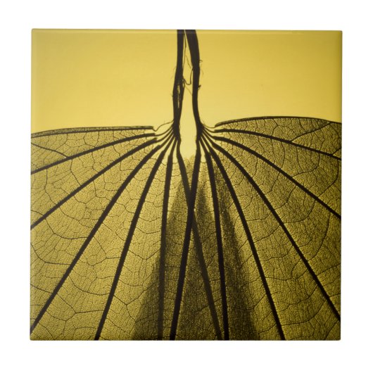 Carreau Squelette de feuille (Devant)