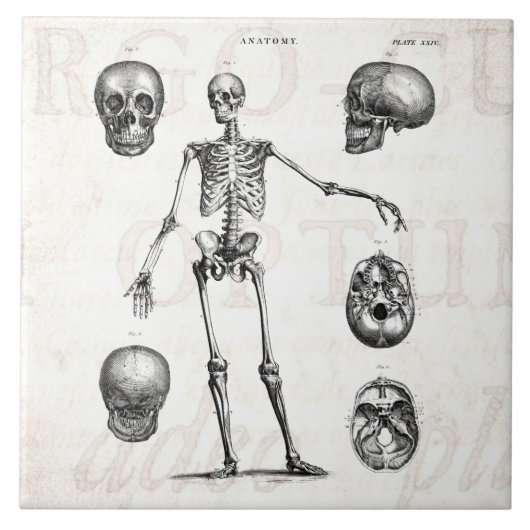Carreau Squelettes antiques squelettiques d'anatomie de (Devant)