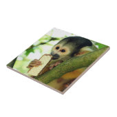 Carreau Squirrel Monkey Eating a Wafer Biscuit (Côté)