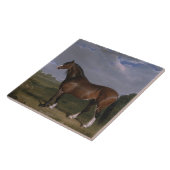 Carreau Stallion de Clydesdale (Thoroughbred Horse) (Anima (Côté)