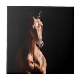 Carreau Stallion Jeune