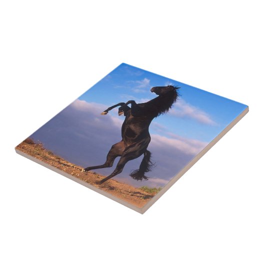 Carreau Stallion noir (Côté)