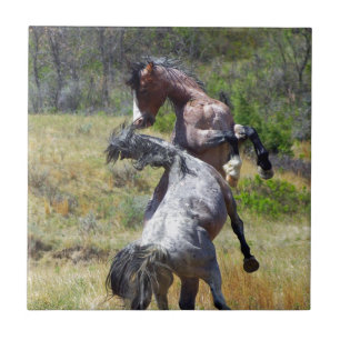 Carreau Stallions sauvages combattant Theodore Roosevelt N