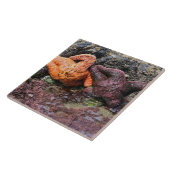 Carreau Starfish at Bob Creek (Côté)