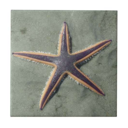 Carreau Starfish Purple étoile de mer sur la plage (Devant)