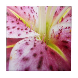 Carreau Stargazer Lily brillant Magenta Floral