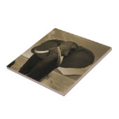 Carreau Stature de Majestic (Côté)