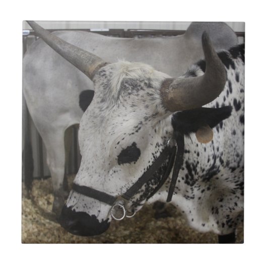 Carreau Steer (Devant)