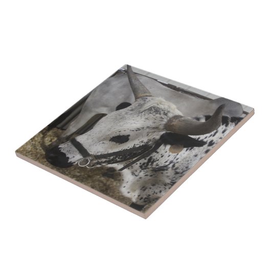 Carreau Steer (Côté)