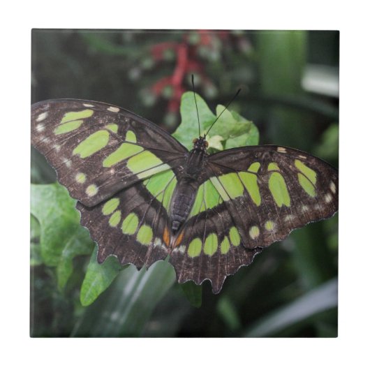 Carreau Stelènes de Siproeta (Devant)