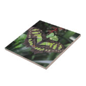 Carreau Stelènes de Siproeta (Côté)