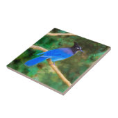 Carreau Steller's Jay Painting - Art original pour oiseaux (Côté)